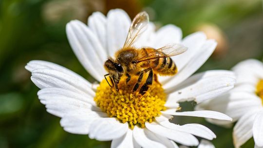 20 maja – Światowy Dzień Pszczół. Kondycja zapylaczy mówi wiele o środowisku naturalnym 20 maja – Światowy Dzień Pszczół. Kondycja zapylaczy mówi wiele o środowisku naturalnym