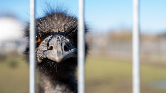 3 małe emu z ZUT-u pojadą do ZOO w Poznaniu