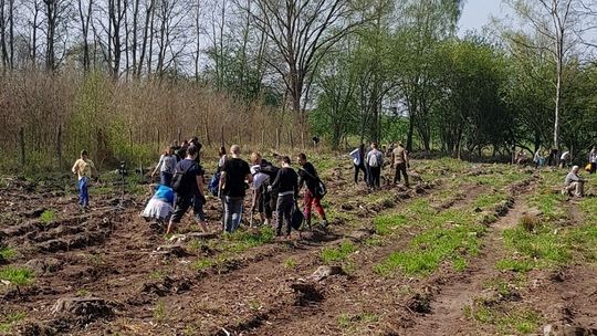 40 milionów drzew posadzili leśnicy z RDLP w Szczecinie 