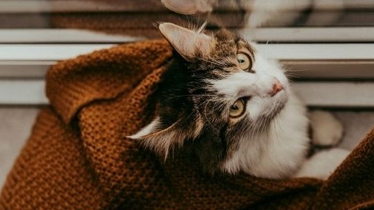 5 mitów o opiece nad zwierzakami, w które ich opiekunowie powinni przestać wierzyć w 2024 roku