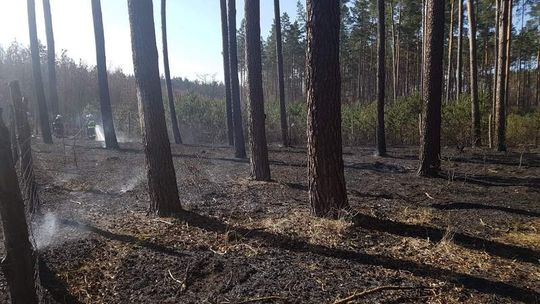 5000 zł za wskazanie sprawcy podpaleń w Nadleśnictwie Kliniska
