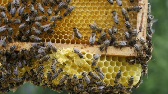 8 sierpnia obchodzimy Wielki Dzień Pszczół. Sprawdź, jak wspierać te pożyteczne owady