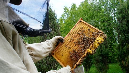 8 sierpnia – Wielki Dzień Pszczół. Dlaczego zapylacze są tak cenne dla środowiska?