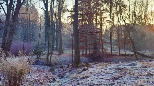90 lat Ogrodu Dendrologicznego w Przelewicach