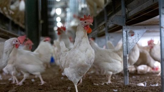 ALDI wycofuje ten produkt. Powodem troska o zwierzęta