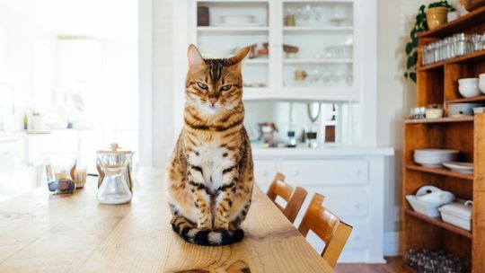 Bezpieczna kuchnia dla czworonoga