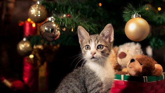 Bezpieczne święta i sylwester z pupilem
