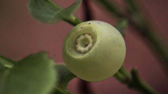 Biała borówka czarna