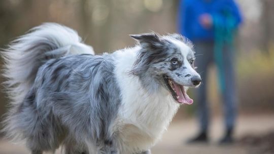 Boom na podróże ze zwierzętami. Pies na wakacjach to już standard