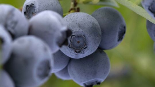 Borówka - superowoc, który przepisałby Ci okulista