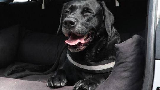 Celny cios KAS w nielegalny hazard. 8 stanowisk hazardowych zabezpieczonych w Szczecinie