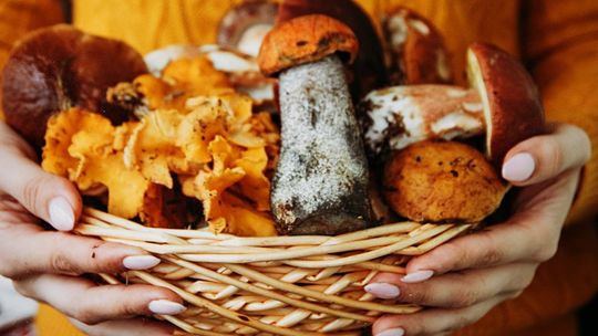 Chityna – jej rola w przyrodzie jest niesamowita