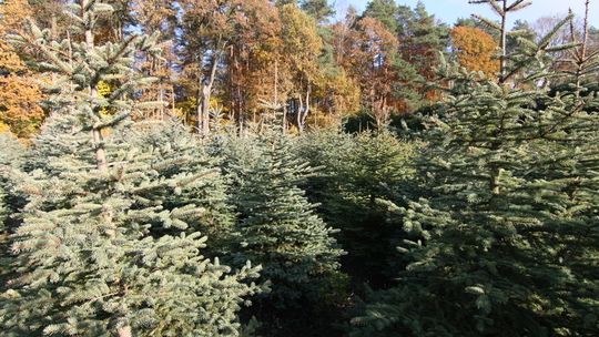 CHOINKA – KAWAŁEK LASU W NASZYM DOMU