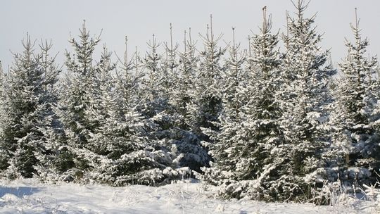 Choinka świeża czy sztuczna?