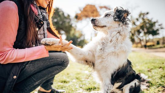 Co powstrzymuje Polaków przed adopcją zwierząt? Mars publikuje nowe badanie i wspólnie z Towarzystwem Opieki nad Zwierzętami w Polsce organizuje Weekend Adopcji