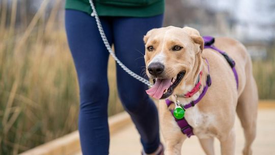 Czas na spacer – jak się przygotować by codzienne wyjście z pupilem stało się wartościowym rytuałem Czas na spacer – jak się przygotować by codzienne wyjście z pupilem stało się wartościowym rytuałem
