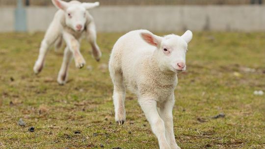 Cztery jagnięta — Pola, Benio, Maciek i Gabryś — w Zwierzętarni ZUT tworzą unikalne warunki badawczo-dydaktyczne Cztery jagnięta — Pola, Benio, Maciek i Gabryś — w Zwierzętarni ZUT tworzą unikalne warunki badawczo-dydaktyczne