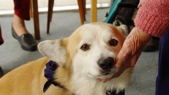 Czworonożni przyjaciele: jak psy wspierają zdrowie i dobrostan seniorów