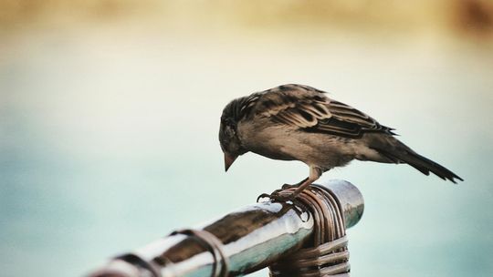 Czy dźwiękowe odstraszanie ptactwa jest dla nich w pełni bezpieczne?