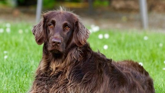 Czy można łączyć karmę suchą i mokrą dla psa? Fakty i mity