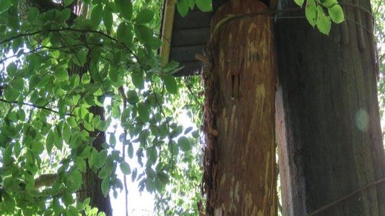 Do lasu wracają barcie...