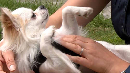 Dog parenting jest skutkiem szerszych zmian społecznych. U źródeł rosnąca samotność i trudności w budowaniu relacji