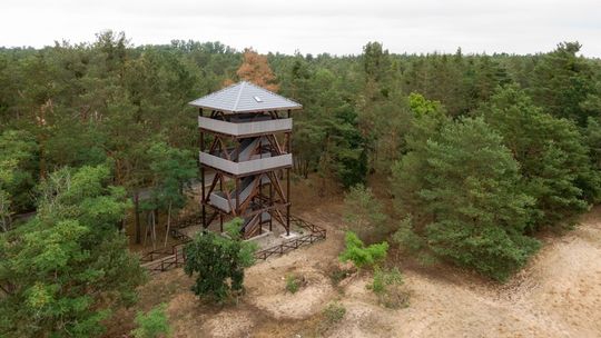 Drewniana wieża widokowa w Nadleśnictwie Dębno