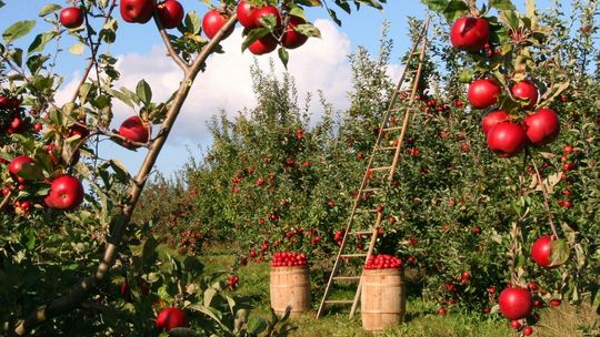 Dwa razy więcej Polaków szuka pracy dorywczej niż rok temu. Pracodawcy mają dla nich coraz więcej propozycji