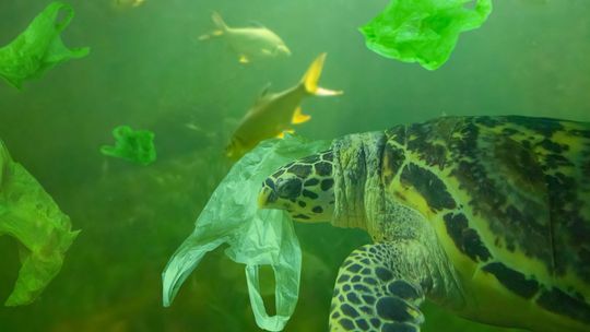 zdjęcie ilustracyjne