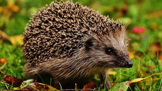 Dzień Dzikiej Fauny, Flory i Naturalnych Siedlisk. Sprawdź, jak możesz pomóc naturze