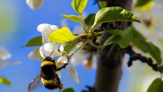 Dzień Dzikiej Przyrody. Sprawdź, jak na co dzień pomagać naturze