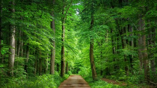 Dzień Ziemi – małe działania, duże znaczenie. Sprawdź, jak zatroszczyć się o planetę