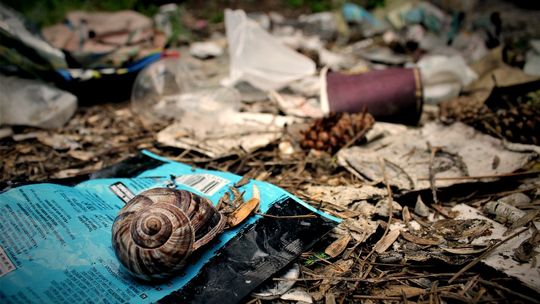 Dzikie wysypiska nadal plagą w Polsce. Zajmują powierzchnię prawie 300 boisk do piłki nożnej