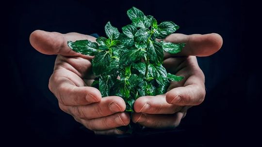 Ekologia w strategii i komunikacji marek. Biznes stawia na eko przekazy