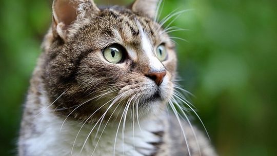 Etykieta pod lupą - jak rozszyfrować skład mokrej karmy dla kota?