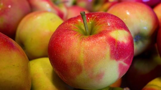 Europa ma duży apetyt na polskie owoce. Jesteśmy drugim największym eksporterem jabłek i trzecim porzeczek