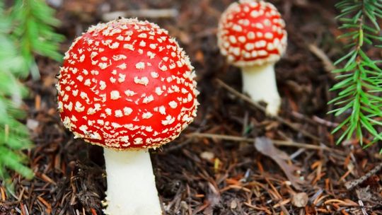 Fake newsy na temat branży rolno-spożywczej celują w emocje odbiorców