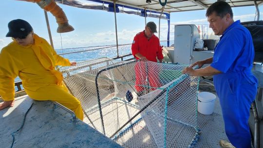 “Fokooporne” klatki do połowu ryb powstały na ZUT