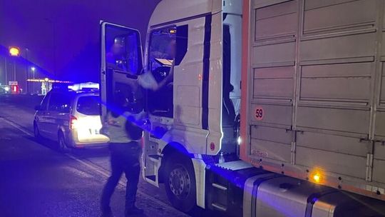 Funkcjonariusze KAS kontrolują transporty żywych zwierząt wwożonych od strony Niemiec