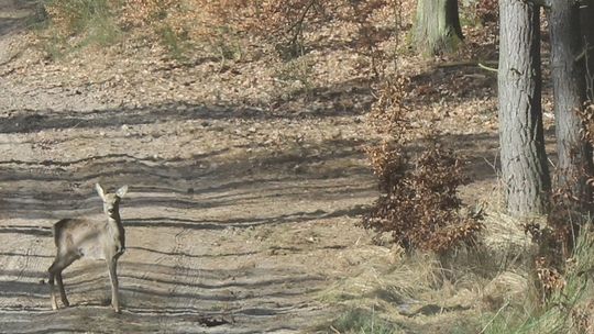 Gryficcy leśnicy uratowali sarnę