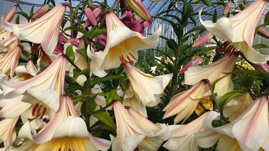 Grzywiasta warkocznica zastąpi antybiotyk, a jej koleżanki z grządki pomogą obniżyć zużycie szkodliwych nawozów