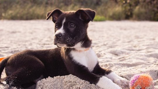 Humanizacja zwierząt domowych: to moda czy norma?