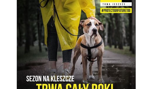 Jak chronić zwierzę przed kleszczami? Nie ufaj tym mitom!