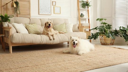 Jak poradzić sobie z sierścią zwierząt w mieszkaniu?