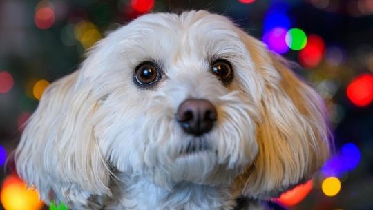 Jak przygotować pupila do Świąt i Sylwestra? Podpowiadamy, co zrobić by przejść przez ten czas spokojnie i bez stresu