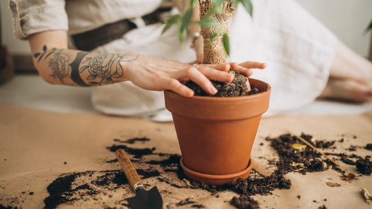 Jak wybrać idealną doniczkę z terakoty?