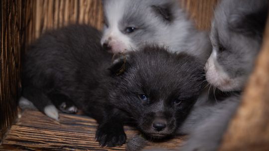 Jak wygląda życie szczeniąt na fermach futrzarskich? Nowe śledztwo z ferm lisów i jenotów