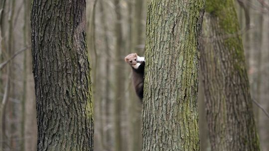 Jak zabrać się za zwalczanie kuny domowej?