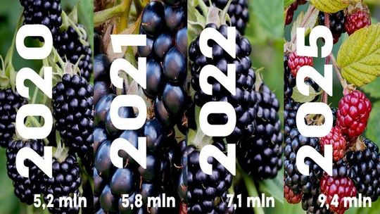 Jeżynowy boom w Polsce - rośnie grono fanów tego superowocu