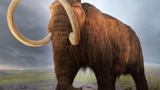 KALENDARIUM WYDARZEŃ MNS: 14-19 stycznia 2025